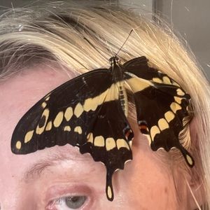 Meet your Posher, Alexis